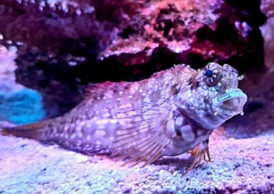 mořská akvária po česku - švíco