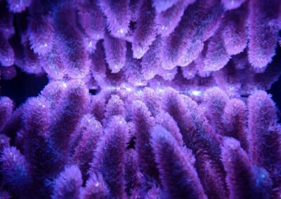 mořská akvária po česku - švíco