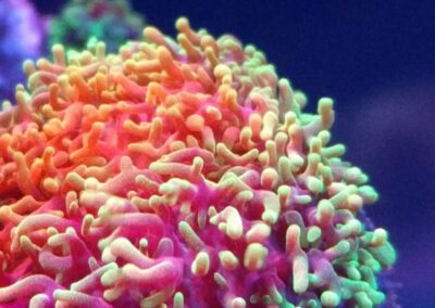 mořská akvária po česku - švíco