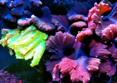 mořská akvária po česku - švíco