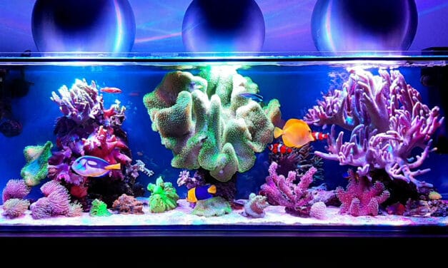 Mořská akvária po česku – Petr Švec