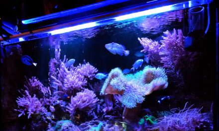 Mořská akvária po česku – Václav Husa