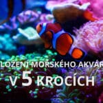 Založení mořského akvária v&nbsp;5 krocích