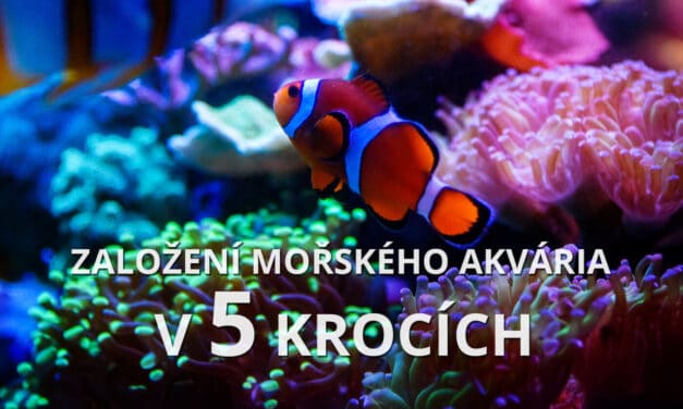Založení mořského akvária v 5 krocích