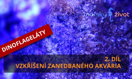 Vzkříšení zanedbaného mořského akvária – 2. díl, Dinoflageláty