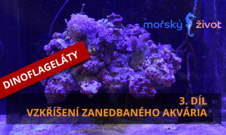 Vzkříšení zanedbaného mořského akvária – 3. díl, DINOFLAGELÁTY