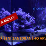 Vzkříšení zanedbaného mořského akvária 4. díl – Molly a Diatomy