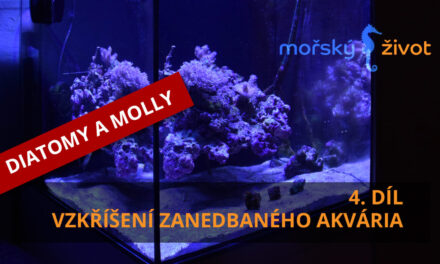 Vzkříšení zanedbaného mořského akvária 4. díl – Molly a Diatomy