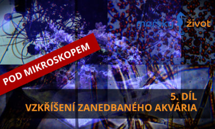 Vzkříšení zanedbaného mořského akvária, 5. díl – pod mikroskopem