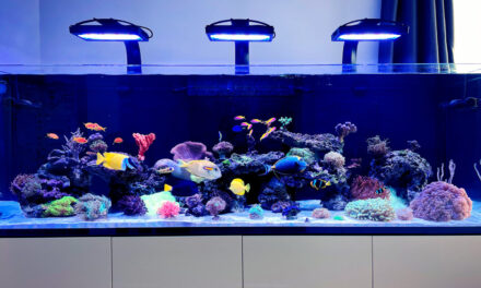 Mořská akvária po česku – Tomáš Bílek