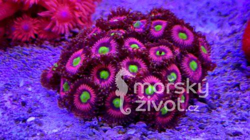 Mořské akvárium po česku Tomáš Bílek