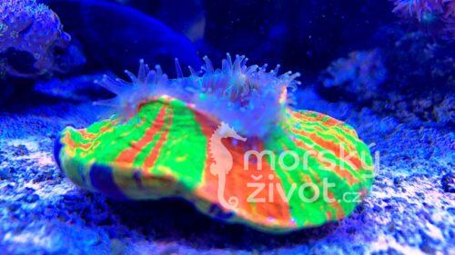 Mořské akvárium po česku Tomáš Bílek