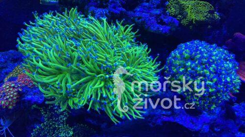 Mořské akvárium po česku Tomáš Bílek