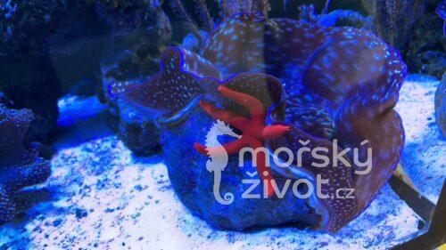 Mořské akvárium po česku Tomáš Bílek