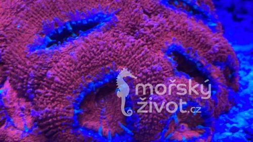 Mořské akvárium po česku Tomáš Bílek