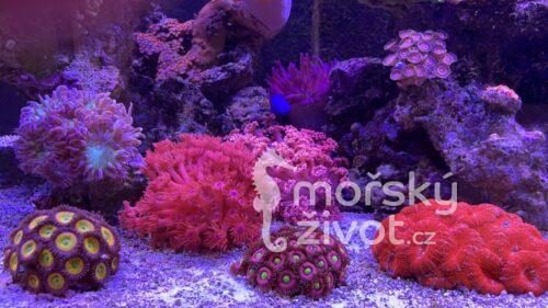 Mořské akvárium po česku Tomáš Bílek