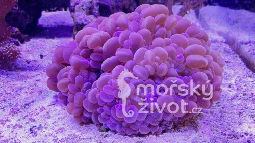 Mořské akvárium po česku Tomáš Bílek