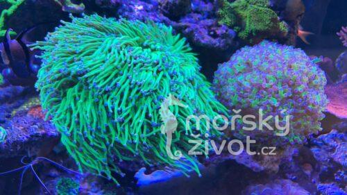 Mořské akvárium po česku Tomáš Bílek
