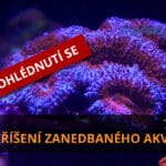 Vzkříšení zanedbaného mořského akvária 7. díl – závěr