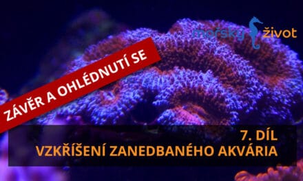 Vzkříšení zanedbaného mořského akvária 7. díl – závěr