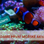 Zakládáme první mořské akvárium – 1. díl