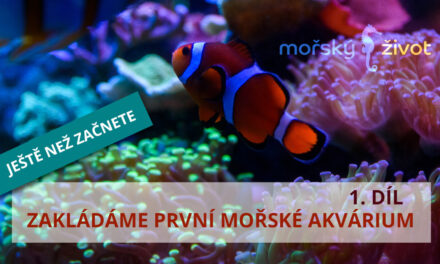 Zakládáme první mořské akvárium – 1. díl