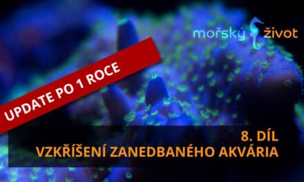 Vzkříšení zanedbaného mořského akvária 8. díl – rok od vzkříšení