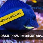 Zakládáme první mořské akvárium 7. díl – plánujeme nákup živočichů
