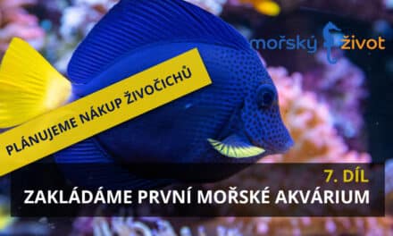Zakládáme první mořské akvárium 7. díl – plánujeme nákup živočichů