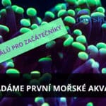 Zakládáme první mořské akvárium 8. díl – 10 + 5 korálů pro začátečníky