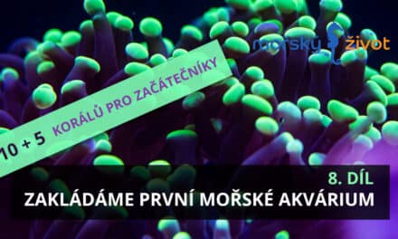 Zakládáme první mořské akvárium 8. díl – 10 + 5 korálů pro začátečníky