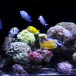 Mořské akvárium vs. sladkovodní – co obnáší moře doma