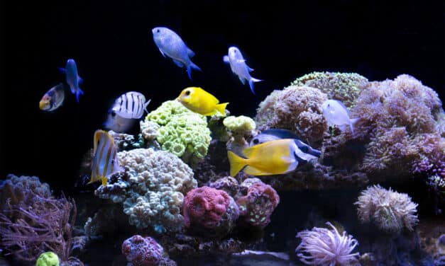 Mořské akvárium vs. sladkovodní – co obnáší moře doma