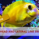 HLLE u mořských ryb: Jak vzniká eroze tkání hlavy a postranní čáry a co s&nbsp;ní dělat.