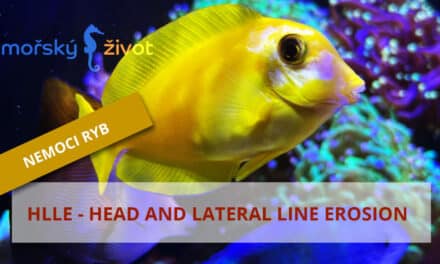 HLLE u mořských ryb: Jak vzniká eroze tkání hlavy a postranní čáry a co s&nbsp;ní dělat.