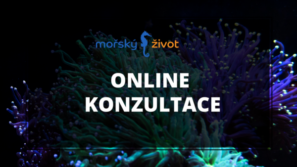Online konzultace - mořské akvárium krok za krokem