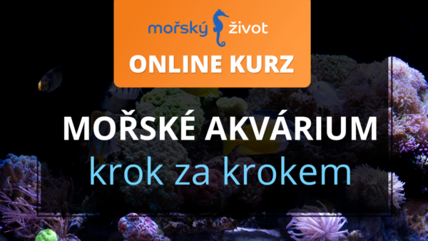 Online kurz - mořské akvárium krok za krokem