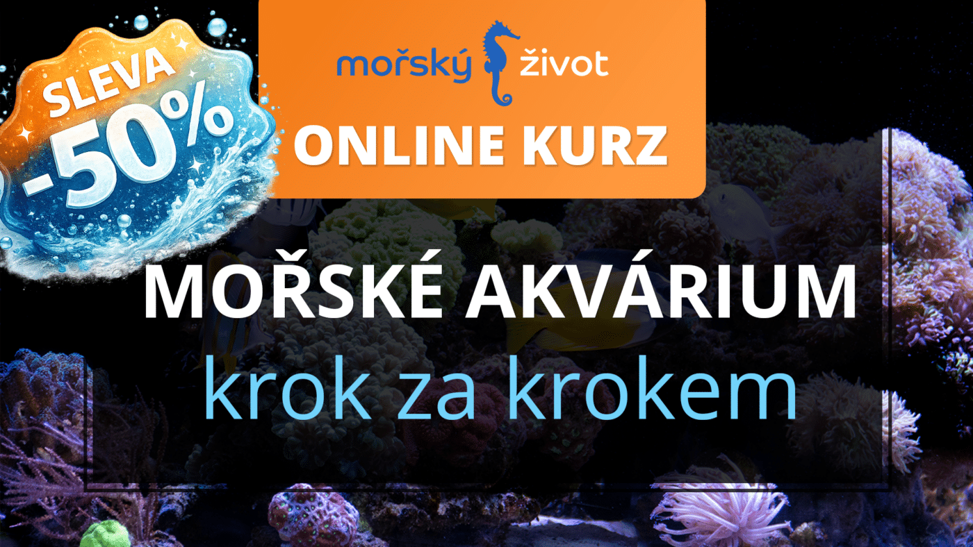 Mořské akvárium krok za krokem
