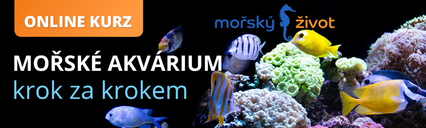 Online kurz - Mořské akvárium krok za krokem