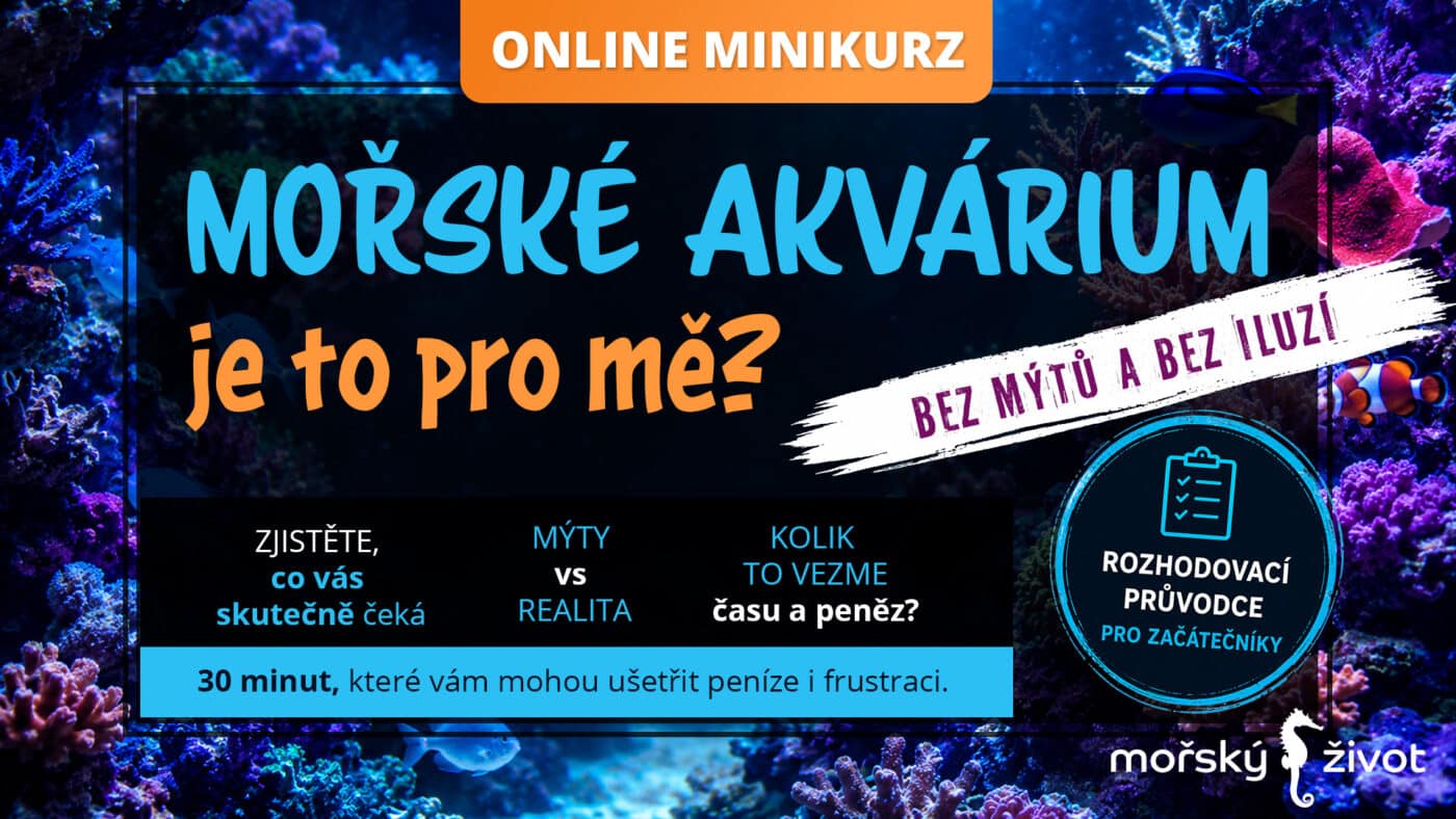 Online kurz - Je moře pro mě? Bez mýtů a bez iluzí.